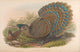 Birds of Asia 1850 Malayan Peacock Pheasant Poster Print featuring vibrant colors and intricate details.