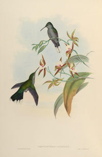 Trochilidae 1861 Campylopterus Latipennis Poster Print by John Gould