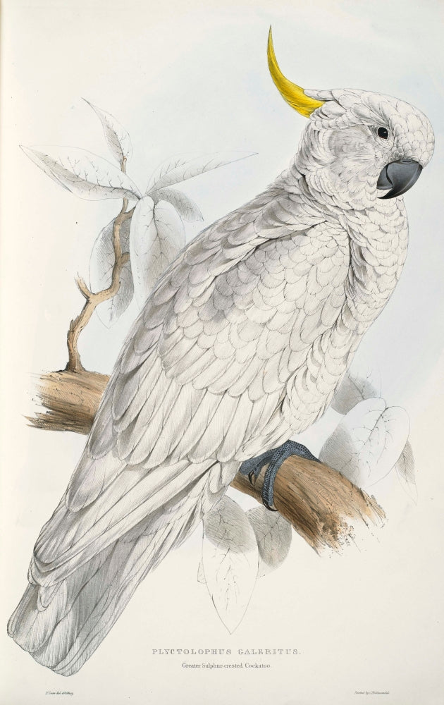 Psittacidae 1832 Sulphur-crested Cockatoo Poster Print by Edward Lear