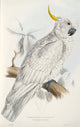 Psittacidae 1832 Sulphur-crested Cockatoo Poster Print by Edward Lear