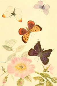 Butterflies Worth Knowing 1923 Poster Print showcasing five interesting butterflies by Willey I. Beecroft.