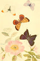 Butterflies Worth Knowing 1923 Poster Print showcasing five interesting butterflies by Willey I. Beecroft.