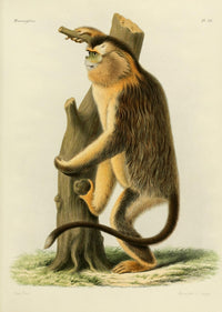 Des Mammifères 1868 Golden Snub-nosed Monkey Poster Print showcasing the unique beauty of the species.