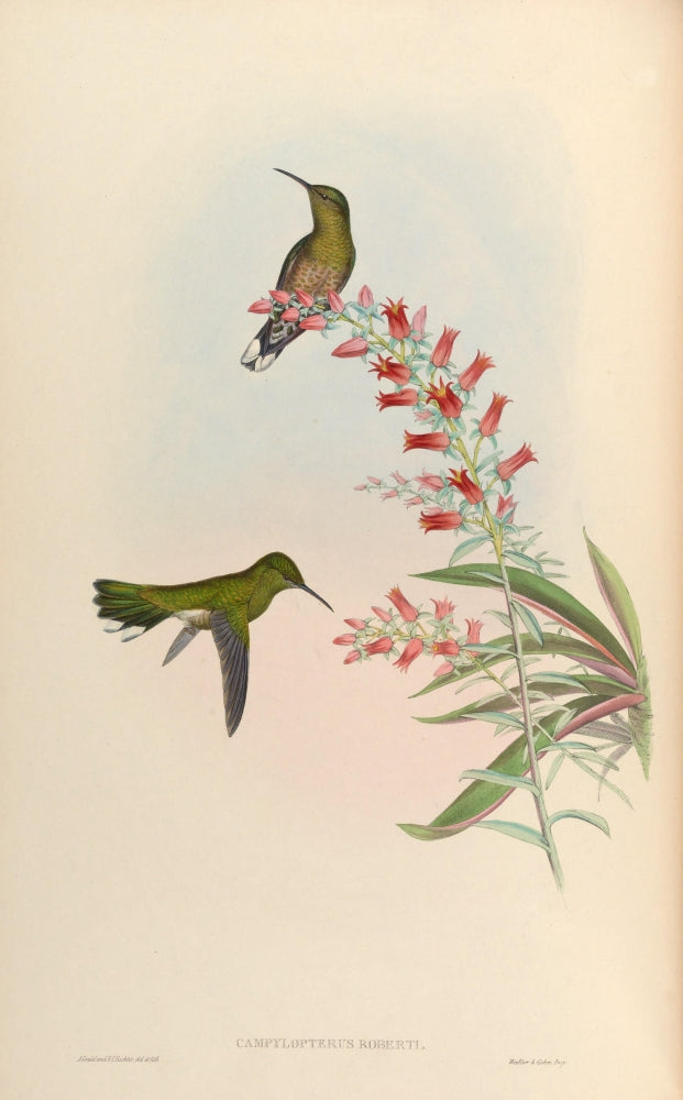 Trochilidae 1861 Campylopterus Roberti Poster Print by John Gould