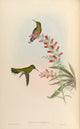 Trochilidae 1861 Campylopterus Roberti Poster Print by John Gould