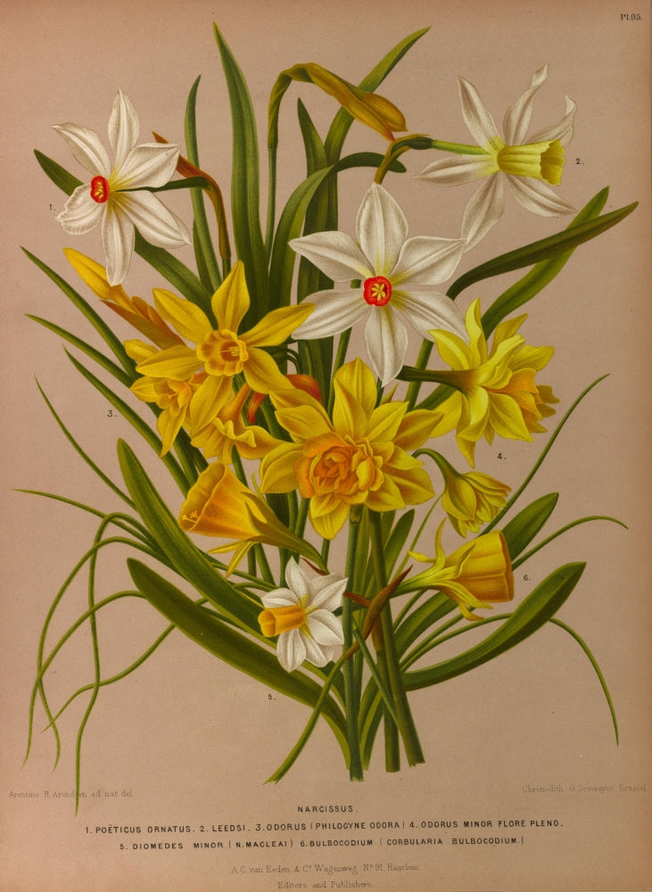 Haarlem's Flora 1872 Narcissus Poster Print by Arentine H. Arendsen
