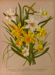 Haarlem's Flora 1872 Narcissus Poster Print by Arentine H. Arendsen