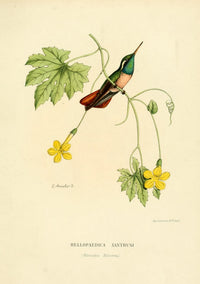 Oiseau Mouches 1874 Hellopaedica Xanthusi Poster Print by L. Bevalet showing a colorful hummingbird.