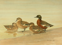 Nat History of Ducks 1925 Grey & Chestnut Teal Poster Print