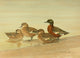 Nat History of Ducks 1925 Grey & Chestnut Teal Poster Print