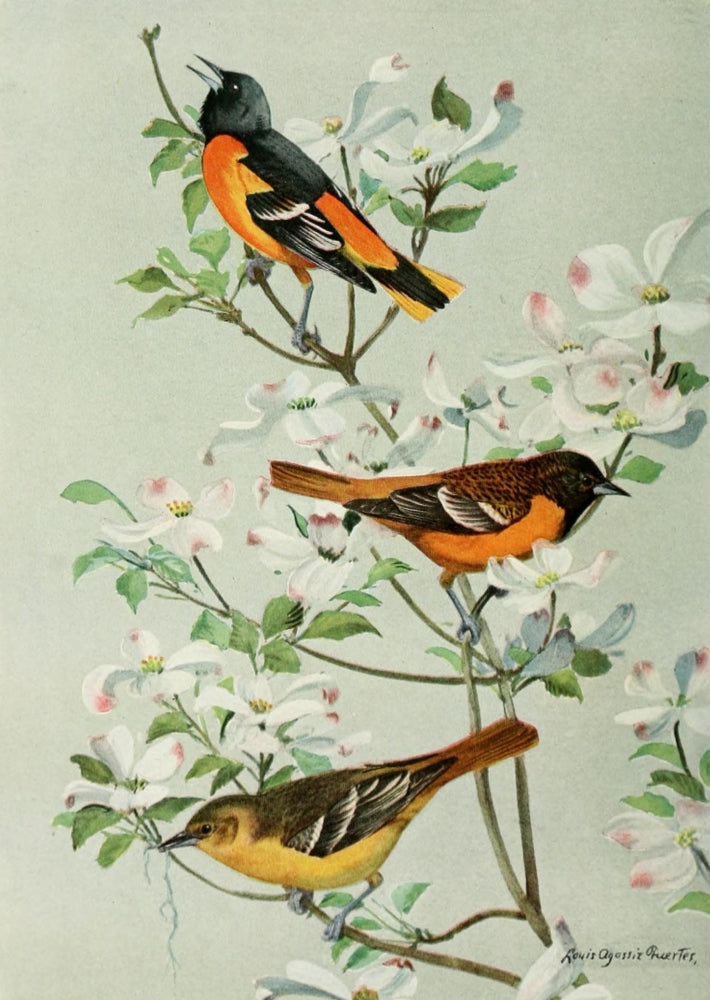 Bird-Lore 1922 Orioles Poster Print by L.A. Fuertes, showcasing vibrant orioles.