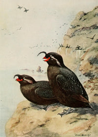 Alaskan Bird-Life 1914 Crested Auklet Poster Print showing vibrant bird artwork.
