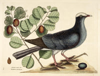 Wh crn Pigeon Poster Print by Mark Catesby showcasing vibrant colors and intricate details.