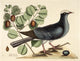 Wh crn Pigeon Poster Print by Mark Catesby showcasing vibrant colors and intricate details.