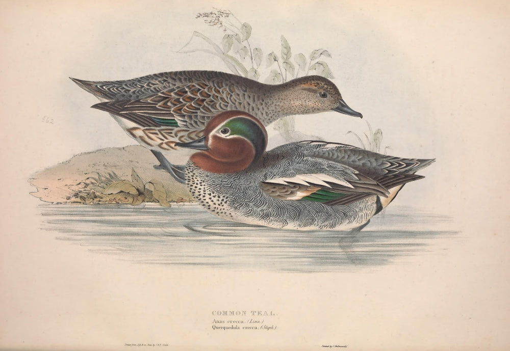Birds of Europe 1837 Common Teal Poster Print by J & E Gould