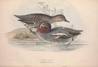 Birds of Europe 1837 Common Teal Poster Print by J & E Gould