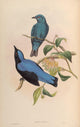 Birds of Asia 1850 Malayan Fairy Bluebird Poster Print showcasing vibrant colors and intricate details.