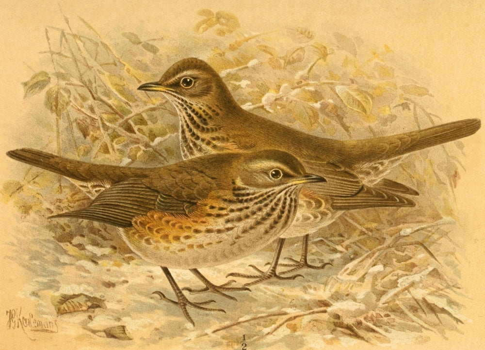 Birds of the British Islands 1885 Redwing Poster Print by John G. Keulemans