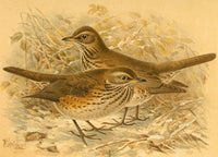 Birds of the British Islands 1885 Redwing Poster Print by John G. Keulemans