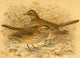 Birds of the British Islands 1885 Redwing Poster Print by John G. Keulemans