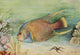American Natural History 1914 Angel Fish Poster Print by M.E. Eaton