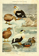 Birds of NY 1914 Eiders Poster Print by L.A. Fuertes