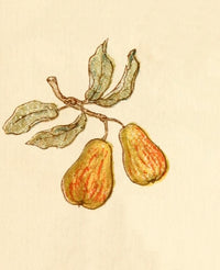 Language of Flowers 1884 Pears Poster Print by Kate Greenaway