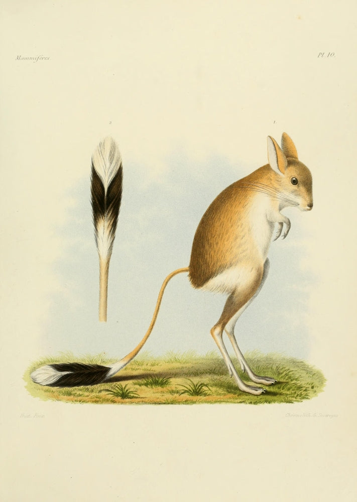 Des Mammifères 1868 Jerboa Poster Print showcasing a unique wildlife illustration.