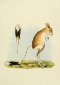 Des Mammifères 1868 Jerboa Poster Print showcasing a unique wildlife illustration.