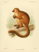 Natural History of Madagascar Mongoose Lemur Poster Print by J.G. Keulemans