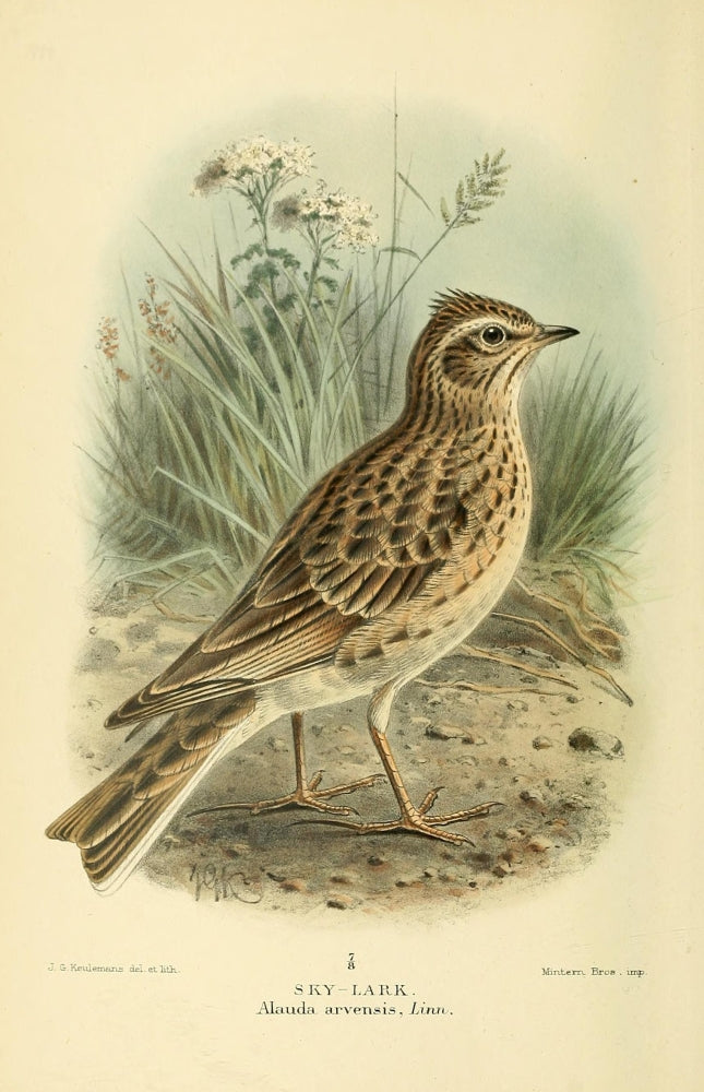Birds of the British Islands 1885 Lark Sky Poster Print by John G. Keulemans