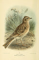 Birds of the British Islands 1885 Lark Sky Poster Print by John G. Keulemans