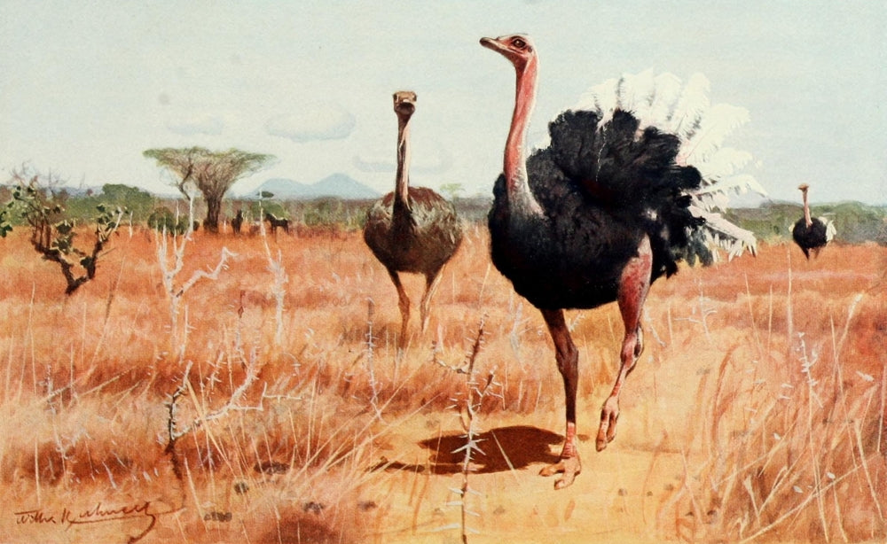 Brehms Tierleben 1911 African Ostrich Poster Print by F.W. Kuhnert