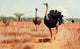 Brehms Tierleben 1911 African Ostrich Poster Print by F.W. Kuhnert
