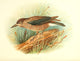 Birds of Britain & Ireland 1907 Nutcracker Poster Print by Henrik Grønvold