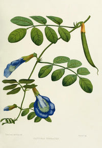 Familiar Indian Flowers 1878 Clitoria Ternatea Poster Print by Lena Lowis