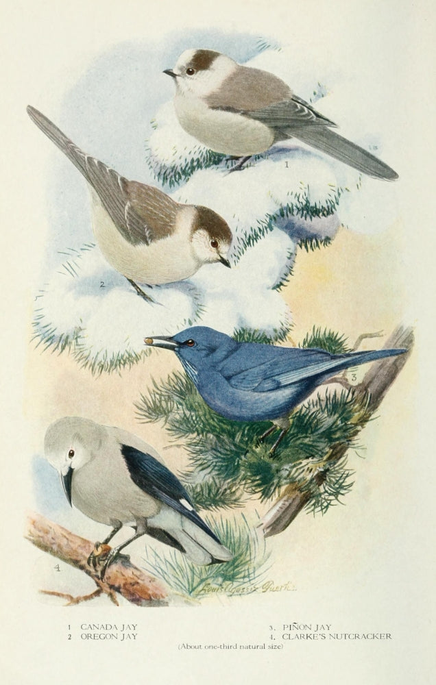 Bird-Lore 1922 Jays Poster Print by L.A. Fuertes