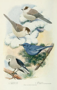 Bird-Lore 1922 Jays Poster Print by L.A. Fuertes