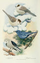 Bird-Lore 1922 Jays Poster Print by L.A. Fuertes