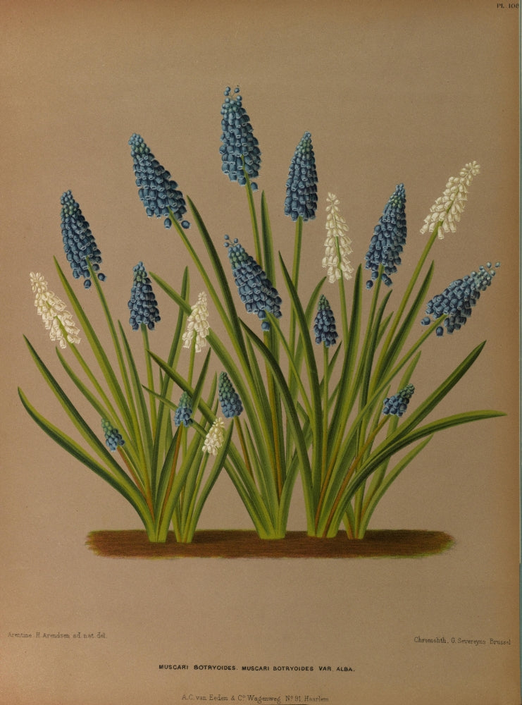 Haarlem's Flora 1872 Grape Hyacinths Poster Print by Arentine H. Arendsen