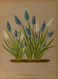 Haarlem's Flora 1872 Grape Hyacinths Poster Print by Arentine H. Arendsen