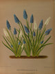 Haarlem's Flora 1872 Grape Hyacinths Poster Print by Arentine H. Arendsen