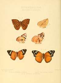 Exotic Butterflies 1866 Euryphene Poster Print by W. Chapman Hewitson, colorful butterfly artwork.
