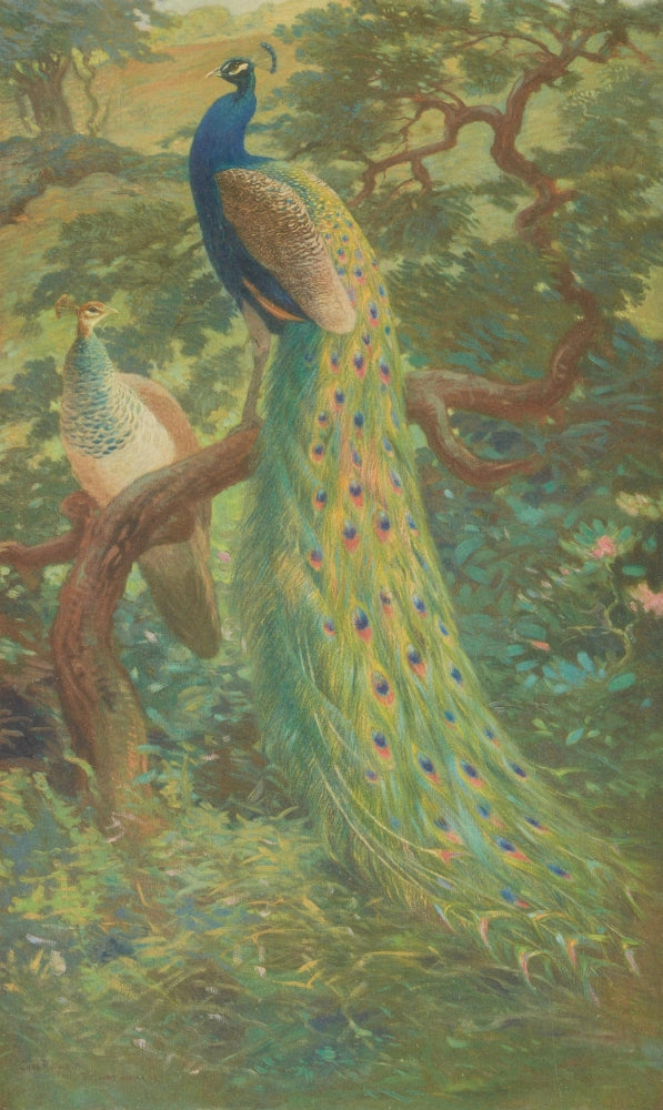 Monograph Pheasants 1918 Indian Peafowl Poster Print by C.R. Knight