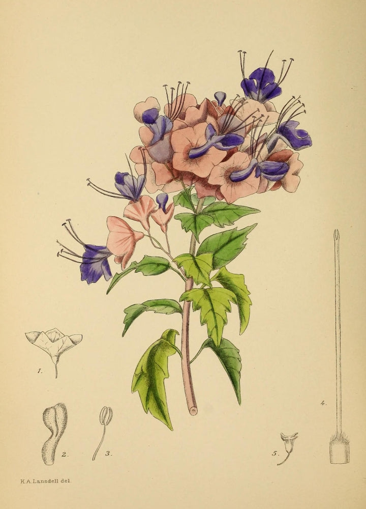 The Flowering Plants of Africa Holmskioldia Speciosa Poster Print by K.A. Lansdell
