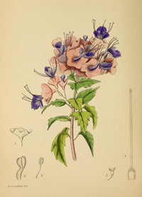The Flowering Plants of Africa Holmskioldia Speciosa Poster Print by K.A. Lansdell