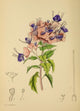 The Flowering Plants of Africa Holmskioldia Speciosa Poster Print by K.A. Lansdell