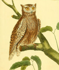 Little Owl Fine Art Print by F. Martinet showcasing intricate details.