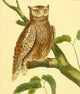 Little Owl Fine Art Print by F. Martinet showcasing intricate details.