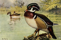 Birds of California 1923 Wood Duck Poster Print by A. Brooks